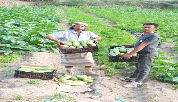 بشارات من وادي بخال في الضالع