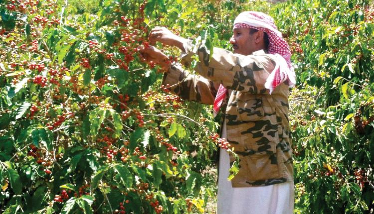 لهذا السبب.. مزارعون يمنيون يقلعون الآلاف من أشجار القات! 