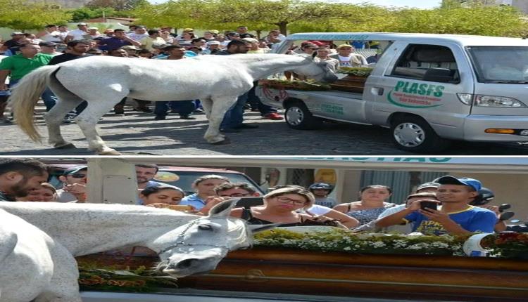 حصان حضر جنازة صاحبه الذي توفى بحادث مروري